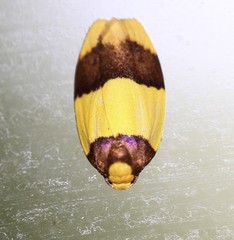 Heterallactis euchrysa