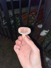 Basidiomycota