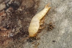 Tricholepisma aureum