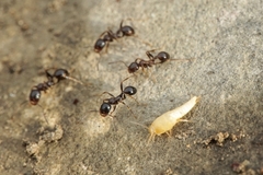 Tricholepisma aureum