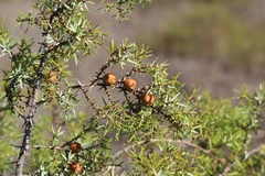 Juniperus navicularis