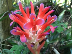 Billbergia pyramidalis