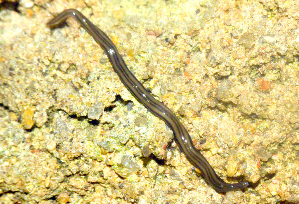 Dolichoplana carvalhoi
