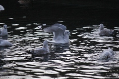 Larus canus