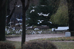 Larus canus