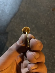 Basidiomycota