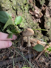 Amanita