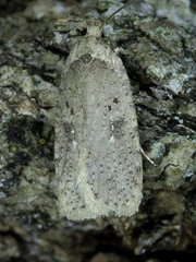 Agonopterix argillacea