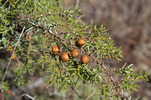 Portuguese prickly juniper