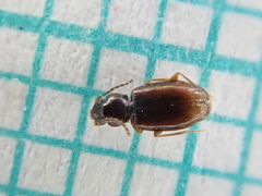 Elaphropus parvulus