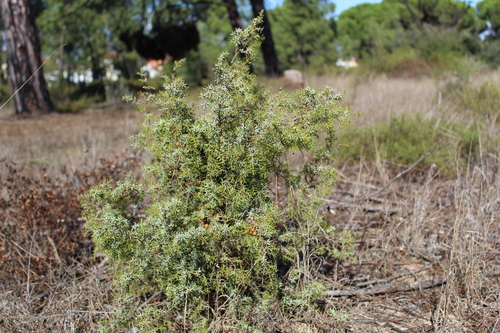 Portuguese prickly juniper