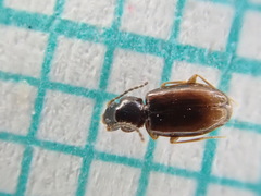 Elaphropus parvulus
