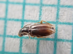 Elaphropus parvulus