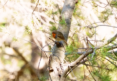Erithacus rubecula