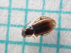Elaphropus parvulus