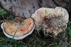 Trametes warnieri