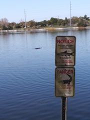 Alligator mississippiensis