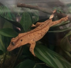 Correlophus ciliatus
