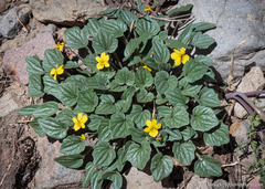 Viola purpurea integrifolia
