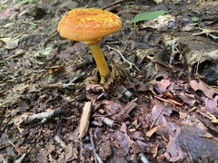 Basidiomycota