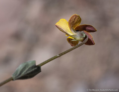 Viola purpurea integrifolia