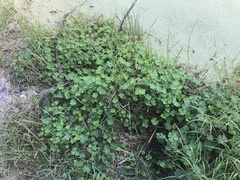 Marsilea macropoda