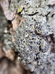 Hyperphyscia syncolla