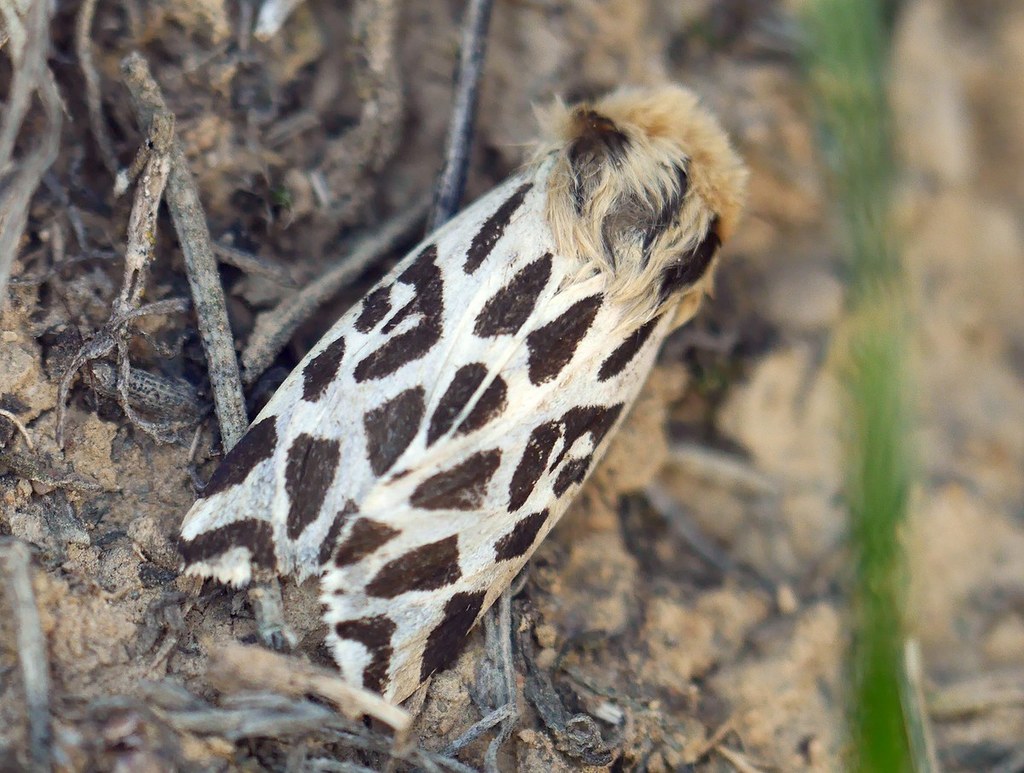 Cymbalophora rivularis