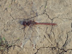 Sympetrum meridionale