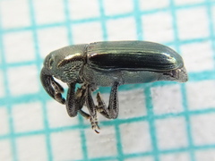 Aulacobaris coerulescens