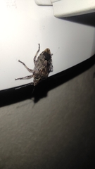 Agonoscelis puberula