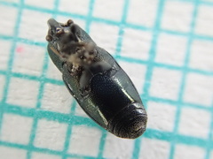 Aulacobaris coerulescens