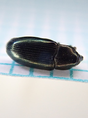 Aulacobaris coerulescens