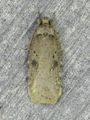 Agonopterix argillacea