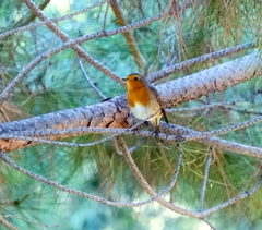Erithacus rubecula