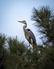 Ardea cinerea