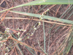 Polygonum arenarium
