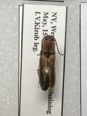 Megapenthes limbalis