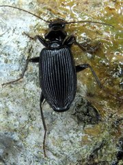 Platynus decentis