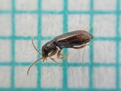 Elaphropus parvulus