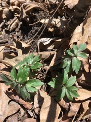 Hydrophyllum virginianum