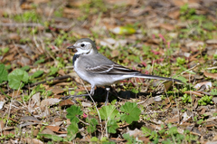 Motacilla alba