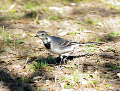 Motacilla alba