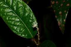 Croton zeylanicus