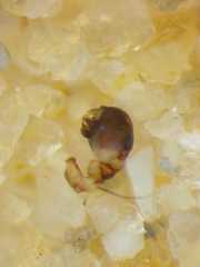 Neoscona nautica