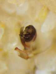 Neoscona nautica