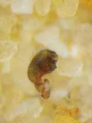 Neoscona nautica