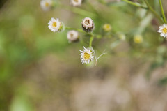 Erigeron acris acris