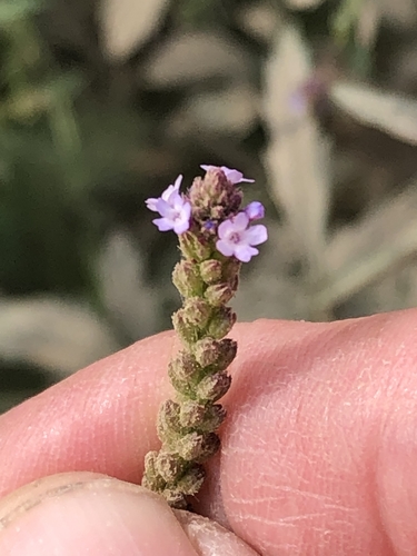 Seashore vervain (Verbena litoralis)