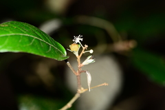 Croton zeylanicus